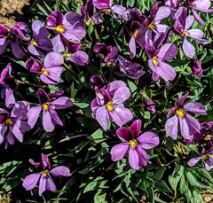 Viola trinervata