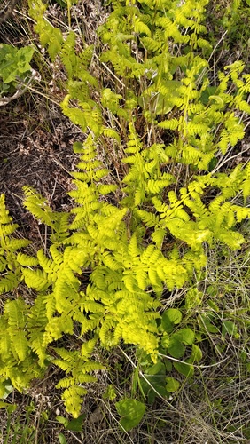 Athyrium yokoscense (Athyrium yokoscense)