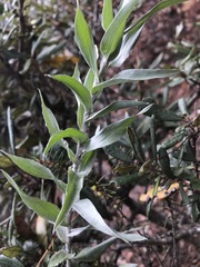 Image of Pityopsis aequilifolia