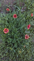 Gaillardia pulchella