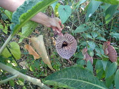 Aristolochia grandiflora image