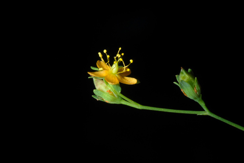 dwarf St. Johnswort (Hypericum mutilum)