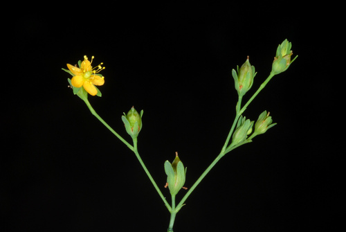 Hypericum mutilum