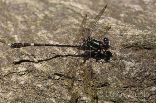 Progomphus phyllochromus