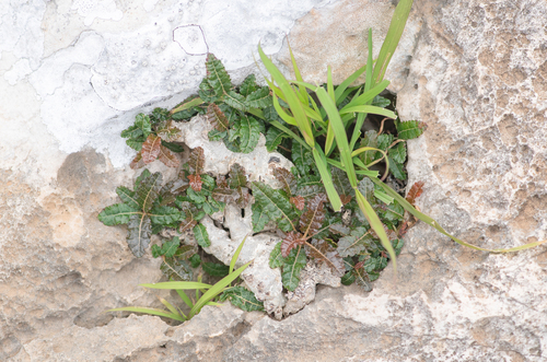 Boswellia nana (Boswellia nana)