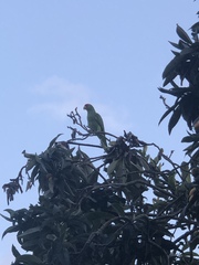 Amazona viridigenalis