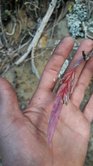 Tillandsia incarnata