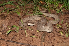 Saint Lucia Viper photo 4