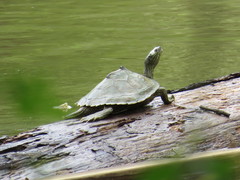 Graptemys sabinensis