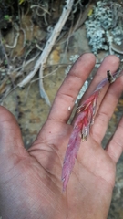 Tillandsia incarnata