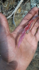 Tillandsia incarnata