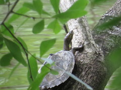 Graptemys sabinensis