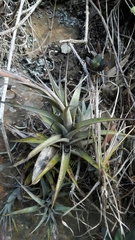 Tillandsia incarnata