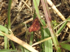 Pyrausta pseuderosnealis