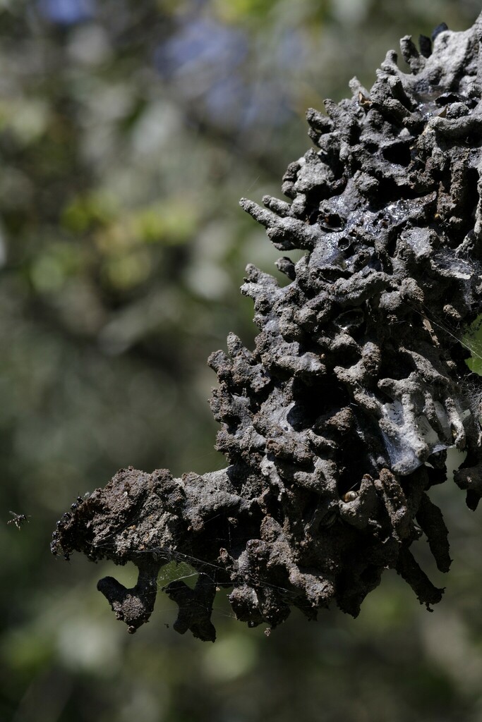 Brazilian Robber Bee