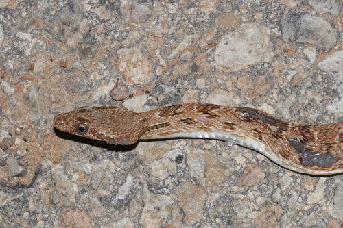 Diadem Snake