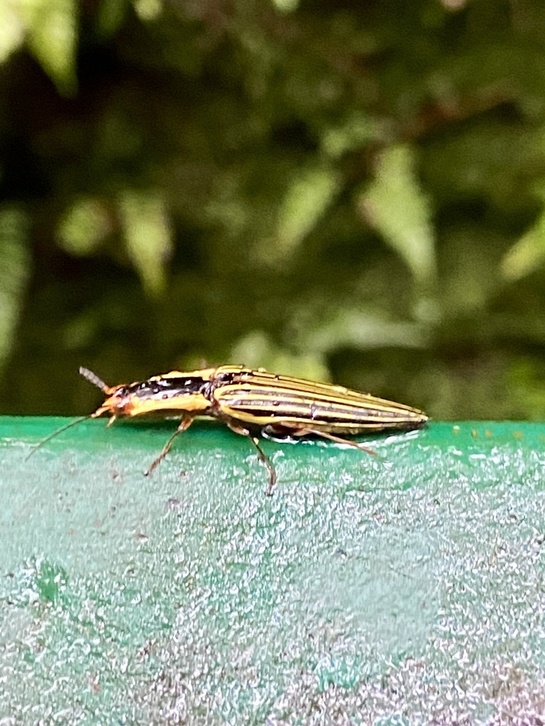 Semiotus from Selvatura Adventure Park, Provincia de Puntarenas