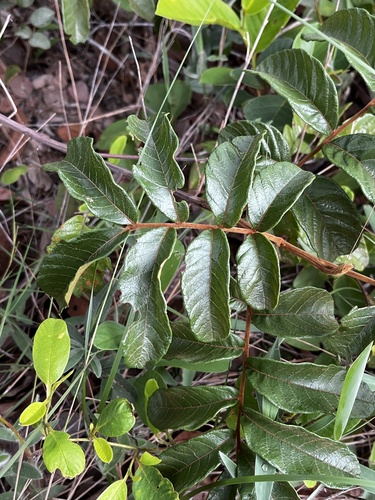 Cupania paniculata · iNaturalist