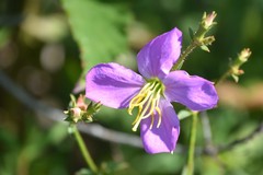 Rhexia mariana mariana