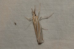 Thaumatopsis magnificus