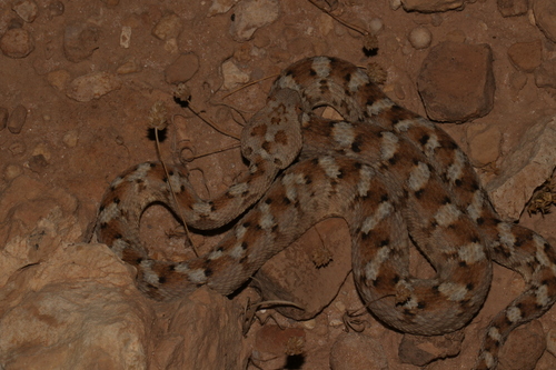 Palestine Saw-scaled Viper