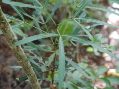 Pseudopanax crassifolius × lessonii