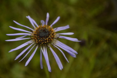 Aster diplostephioides