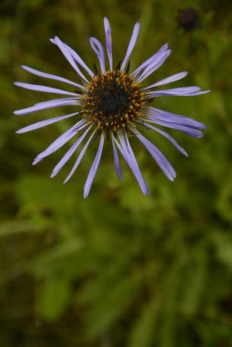 Tibetiodes diplostephioides, photograph 1