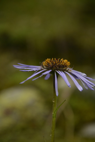 Tibetiodes diplostephioides, photograph 2