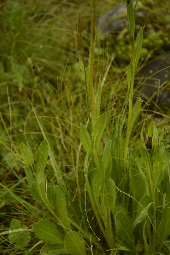 Tibetiodes diplostephioides, photograph 3