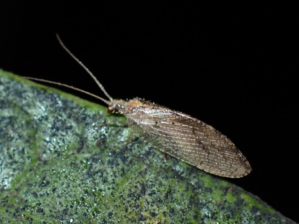 Hemerobius eatoni