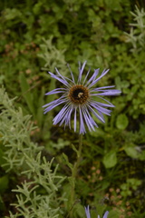 Aster diplostephioides