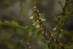 Astragalus chlorostachys