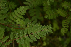Astragalus chlorostachys