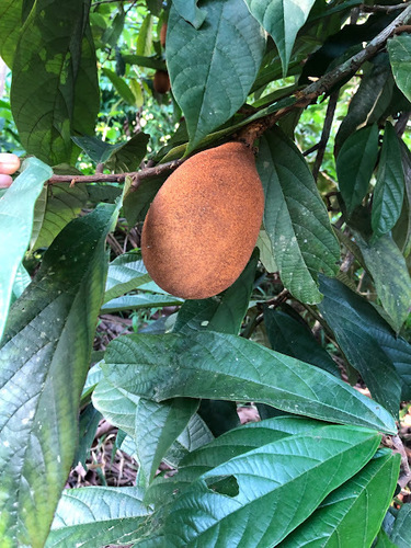 Foto de Cupuaçu