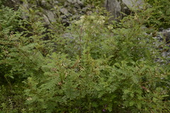 Astragalus chlorostachys