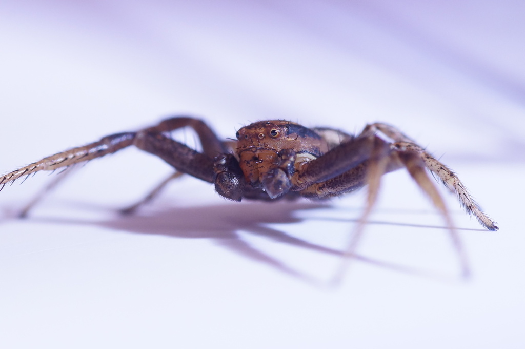 Double-banded Crab-spider