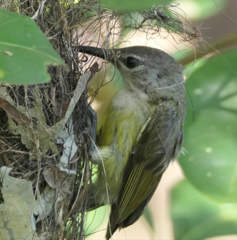 Copper-Throated Sunbird photo 2