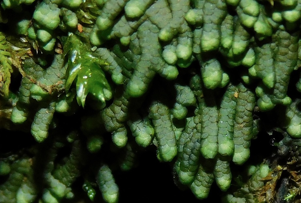 Jubula hutchinsiae (Jubula hutchinsiae)