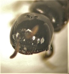 Euryglossina proctotrypoides