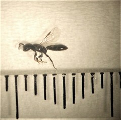 Euryglossina proctotrypoides