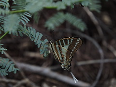 Graphium nomius