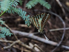 Graphium nomius