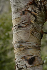 Betula alnoides