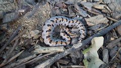 Sistrurus miliarius streckeri