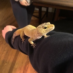 Eublepharis macularius