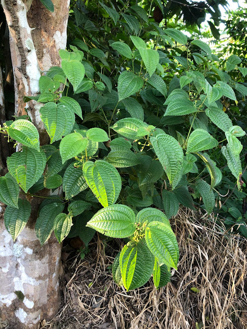 Miconia crenata