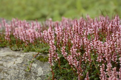 Bistorta vacciniifolia