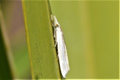 Crambus satrapellus