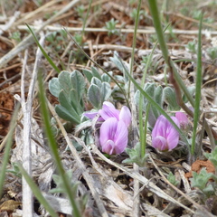 Astragalus tridactylicus